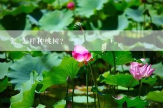 怎样种桃树?