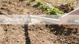 油菜的种植技术是什么