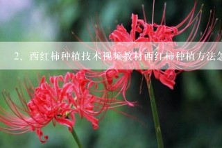 西红柿种植技术视频教材西红柿种植方法怎样种植西红