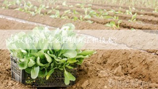 罗汉松种子怎么种植方法和技术？