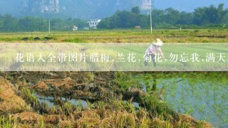 花语大全带图片腊梅,兰花,菊花,勿忘我,满天星