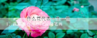 蔬菜类有哪些图片简笔画