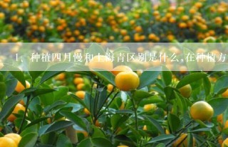 种植四月慢和上海青区别是什么,在种植方法时间上有