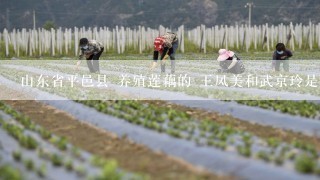 山东省平邑县 养殖莲藕的 王凤美和武京玲是哪个乡镇的，怎么联系？