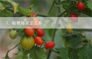 贴梗海棠怎么养