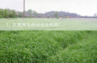 红椎树是硬阔还是软阔？