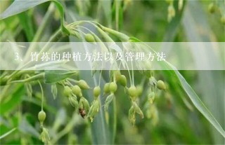 竹荪的种植方法以及管理方法