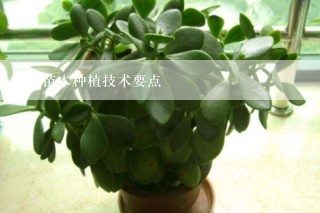 苗木种植技术要点