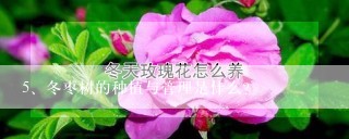 冬枣树的种植与管理是什么?