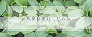 红油香椿芽苗菜种植技术