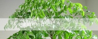 火龙果的种植技术？