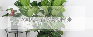 这是什么蔬菜呀？