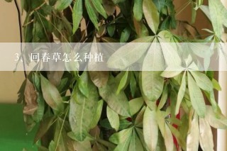 回春草怎么种植