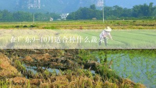 在广东9-10月适合种什么蔬菜？