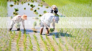 青笋尖、苦菜、油麦菜，三种植物性状知道的来