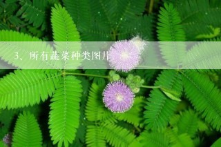 所有蔬菜种类图片