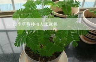 四季草莓种植方法视频