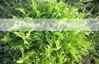 吊蔓西瓜种植方法 需要注意什么呢