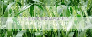 竹皇草的种植技术？什么时候种？