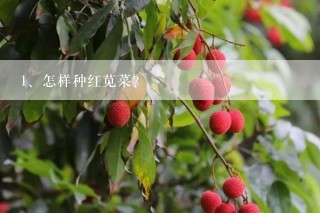 怎样种红苋菜？