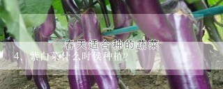 紫白菜什么时侯种植？