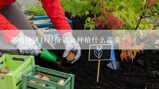 湖南地区11月份适合种植什么蔬菜？