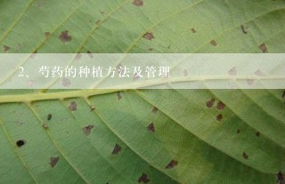 芍药的种植方法及管理