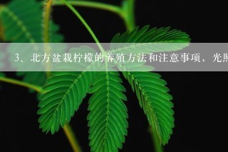 北方盆栽柠檬的养殖方法和注意事项，光照控温追肥养