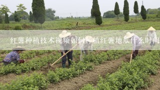 红薯种植技术视频如何种植红薯地瓜什么时间种