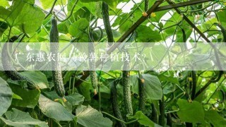 广东惠农网马铃薯种植技术？