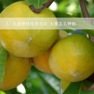 大葱种植技术方法 大葱怎么种植