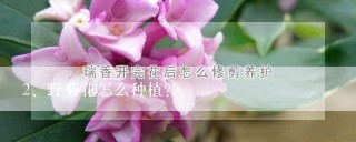 野菊花怎么种植？