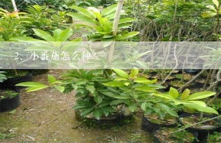 小番茄怎么种