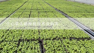 空心菜大棚种植技术及病害