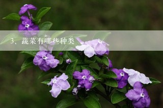 蔬菜有哪些种类