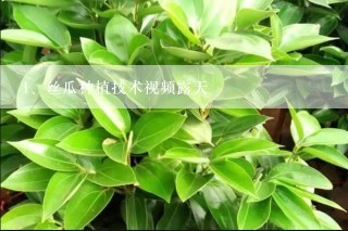 丝瓜种植技术视频露天
