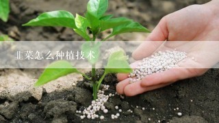 韭菜怎么种植技术