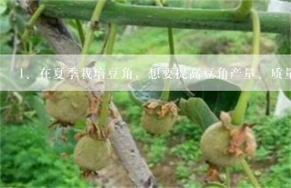 在夏季栽培豆角，想要提高豆角产量、质量，需要注意