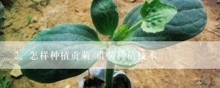 怎样种植贡菊 贡菊种植技术