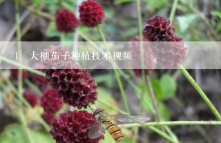 大棚茄子种植技术视频