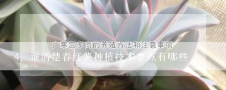 谁清楚春红薯种植技术要点有哪些