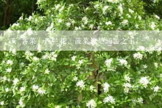 荠菜、西兰花、菠菜谁是涵盖之王