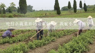 吃什么蔬菜补钙效果好呢？我家小宝贝两岁大了有点缺钙，我想通过食疗的办法帮他补。