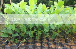 铁皮枫斗家庭种植方法