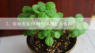 农村常见100种野菜图片及名称