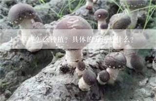 草坪怎么种植？具体的方法是什么?