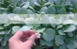 西瓜种植方法和技术