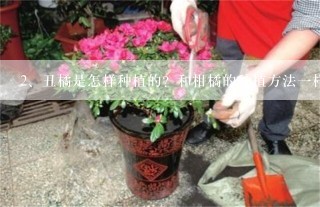 丑橘是怎样种植的？和柑橘的种植方法一样吗？