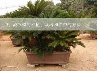 流苏树的种植、栽培和养护的方法