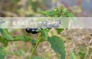 夏季高温如何种大蒜妙招